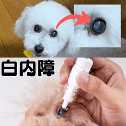 犬の白内障