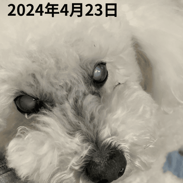 2024年4月23日心の目