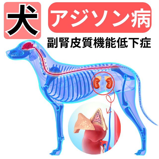 アジソン病の犬（愛犬）と暮らす不安な飼い主の情報交換サイト